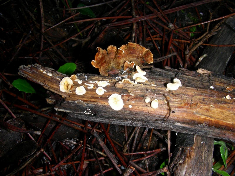 1218 Gennaio vecchio ritrovamento